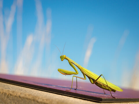 Praying Mantis on an information plate