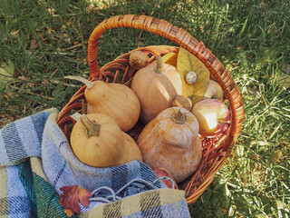basket with pumpkins