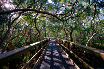 Wynnum Mangrove Boardwalk in Brisbane, Queensland, Australia - Powered by Adobe