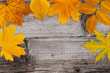 bright yellow autumn leafs on old textured wood background