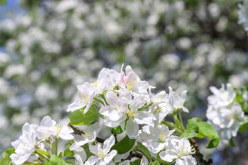 White flowers of an apple tree close-up. Spring flowering of fruit trees. Beautiful nature background 