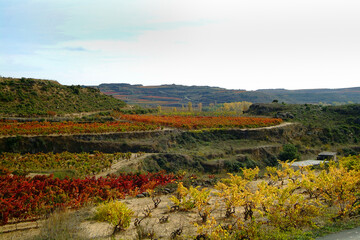 Viñedos durante el Otoño en la zona de Abalos, La Rioja