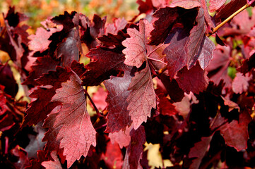 Viñedos durante el Otoño en la zona de Abalos, La Rioja