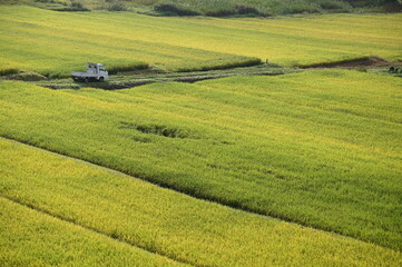 日本の棚田