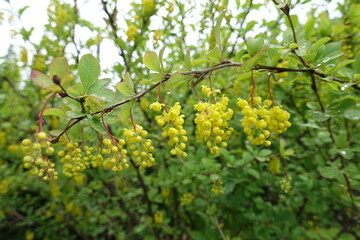 Half open yellow flowers of Berberis vulgaris in May