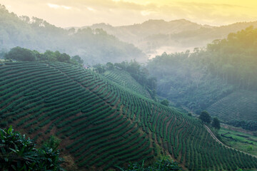 Landscape of tea terraced fields in the morning mist.