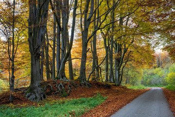Obraz premium Buchenwald im Herbst