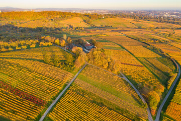 Bird's eye view of the vineyards of Frauensten / Germany in late autumn 