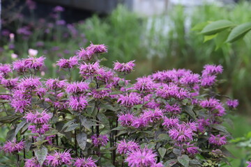初夏の庭に咲くモナルダのピンク色の花