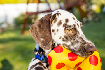 Cute dalmatian dog holding a yellow ball in the mouth. Isolated on nature background.Dalmatian puppy, dog playing with toy in the park