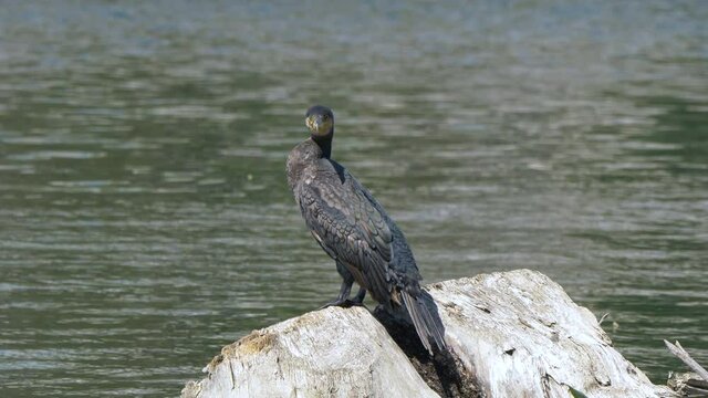 Majestic black Cormorant perched on rock in front of sea during sunny day - close up shot
