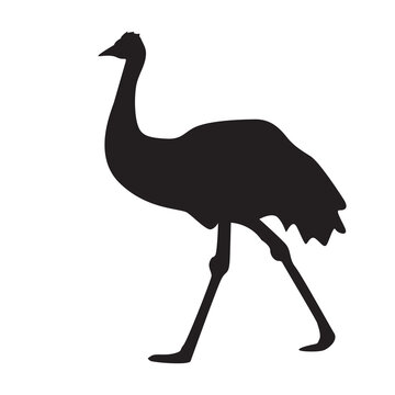 recommend clip art: Emu black silhouette isolated on white background. Cassowary simple icon or pictogram. Cartoon flat style ostrich sign or logo. Australian wild animal. Rhea shadow side view. Stock vector illustration