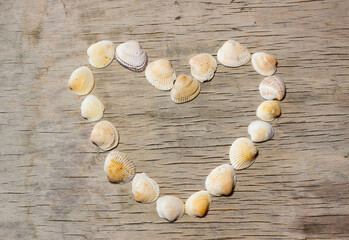 panel of shells in the form of a heart