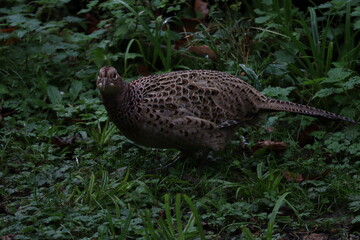 Pheasant hen feeding early in the morning in the grass