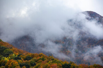 Forest with fog in an Autumn landscape with colorful trees