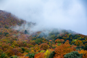 Forest with fog in an Autumn landscape with colorful trees