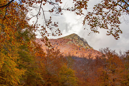 Forest and mountain in an Autumn landscape 