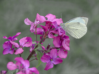 butterfly on pink flower