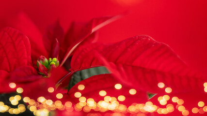 Close up view of christmas poinsettia flower with golden bokeh