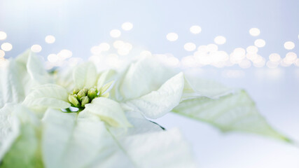 Close up of white poinsettia flower with golden bokeh on background
