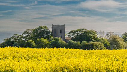 church and rapessed field