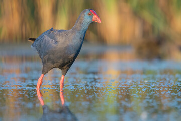Calamón común (Porphyrio porphyrio).
