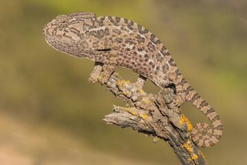 Camaleón común (Chamaeleo chamaeleon). © jolunepa