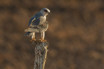 Elanio común (Elanus caeruleus).
