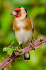 Jilguero (Carduelis carduelis).