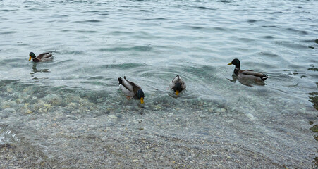 mallard in a lake