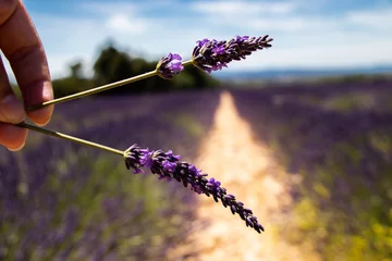 Fotobehang Lavendel Le parfum de la Provence   © Jordan