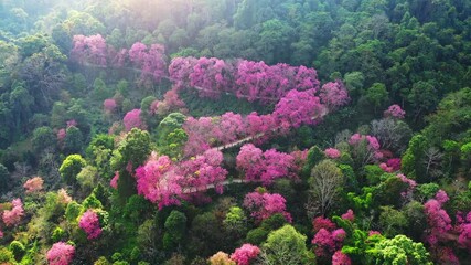 Aerial view of pink cherry blossom trees on mountains, Chiang Mai in Thailand.