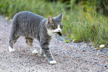 the cat has predated the mouse