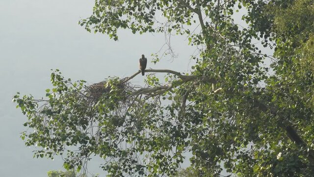 wide shot of Bonelli's or Bonellis eagle near nest on tree in a winter morning at ranthambore national park rajasthan india - Aquila fasciata