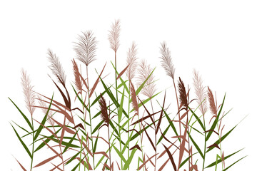 Silhouette of reeds, sedge, cane, bulrush, or grass on a white background.Vector illustration. - obrazy, fototapety, plakaty