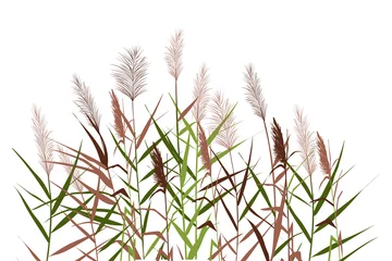 Foto op Plexiglas Silhouette of reeds, sedge, cane, bulrush, or grass on a white background.Vector illustration. © gala