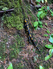 Fire salamander in South Tyrol in the mountains