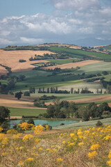 Prov. Ancona. Strada Vencareto. Terre Roverasche. Panorama agricolo delle colline in estate 