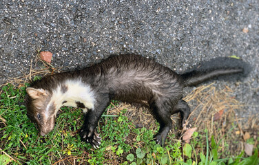 Marten hit on a street and dead