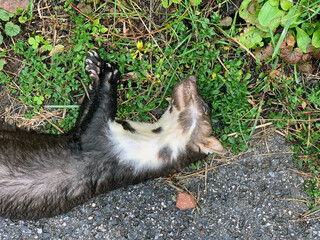Marten hit on a street and dead