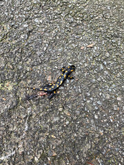 Fire salamander in South Tyrol in the mountains