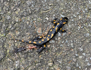 Fire salamander in South Tyrol in the mountains