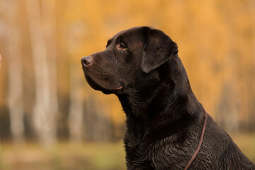 Portrait of a chocolate labrador on an autumn background, a chocolate labrador looking to the side