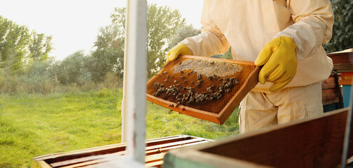 Beekeeper in uniform with honey frame at apiary