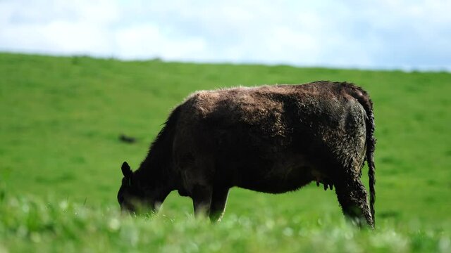 Close up of Stud Beef bulls, cows and calves grazing on grass in a field, in Australia. breeds of cattle include speckled park, murray grey, angus, brangus and wagyu on long pasture in spring and summ