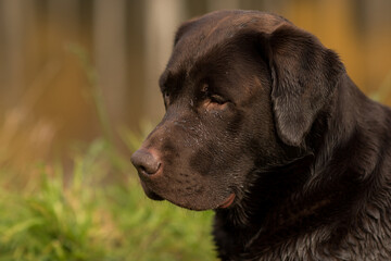 Chocolate Labrador close-up looking to the side, portrait of a dog on a yellow autumn background, Labrador with wet fur