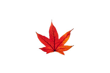 single red leaf on a white background