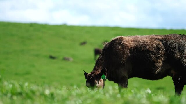 Close up of Stud Beef bulls, cows and calves grazing on grass in a field, in Australia. breeds of cattle include speckled park, murray grey, angus, brangus and wagyu on long pasture in spring and summ