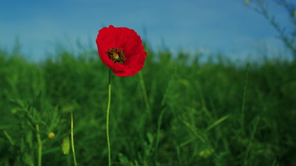 Obraz premium Alone vivid red poppy flower swaying wind in slow motion. One papaver flower 
