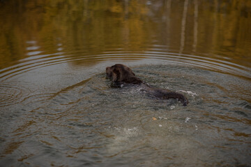 Chocolate wet labrador retriever swims in the water in autumn, the dog swims in the water